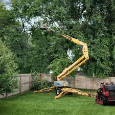 Best Tree Preservation Services  in Weaverville, CA