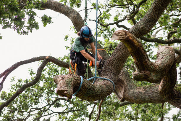 Best Tree Cabling and Bracing  in Weaverville, CA