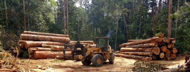 Tree and Shrub Care in Weaverville, CA