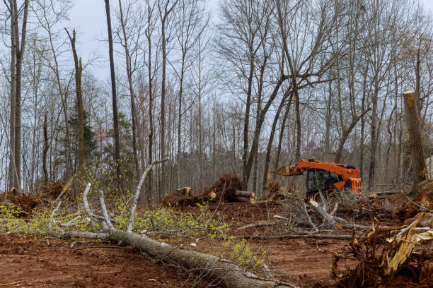Professional Tree Care in Weaverville, CA