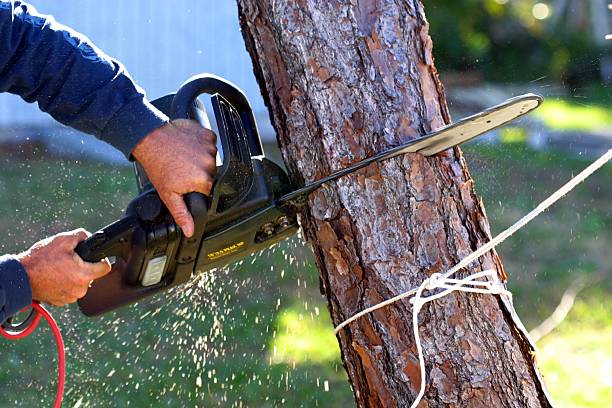 Best Tree Mulching  in Weaverville, CA