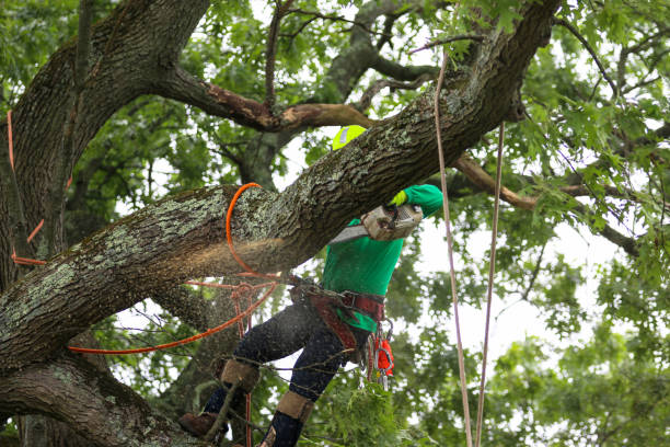 Best Tree Maintenance Programs  in Weaverville, CA