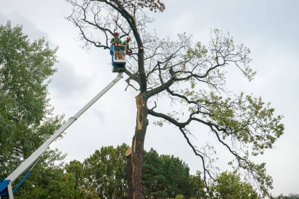 Best Tree Health Inspection  in Weaverville, CA