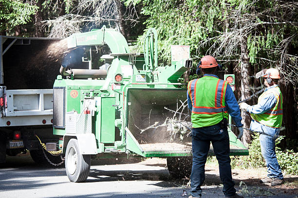 Best Tree Risk Assessment  in Weaverville, CA