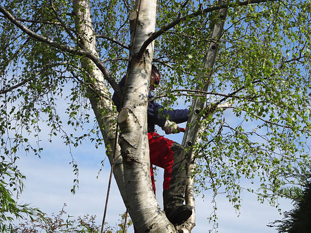Best Hazardous Tree Removal  in Weaverville, CA