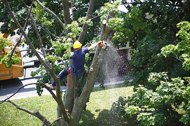 Best Grass Overseeding  in Weaverville, CA
