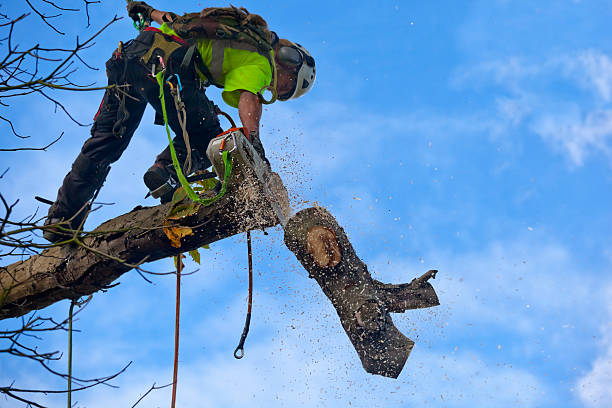 Best Leaf Removal  in Weaverville, CA