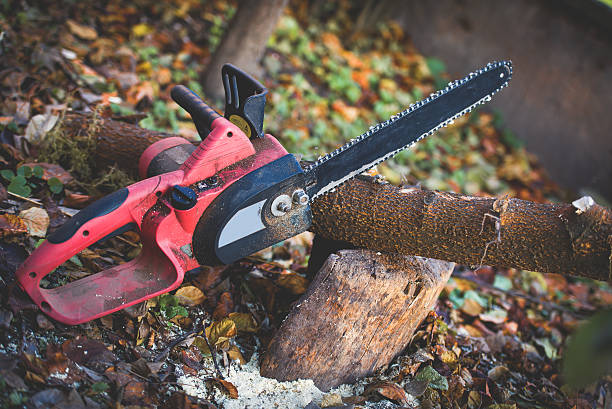 Best Root Management and Removal  in Weaverville, CA