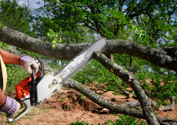 How Our Tree Care Process Works  in  Weaverville, CA