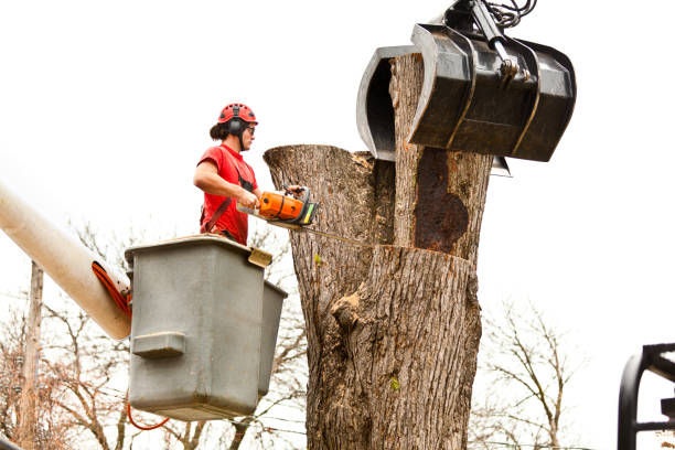 Best Palm Tree Trimming  in Weaverville, CA